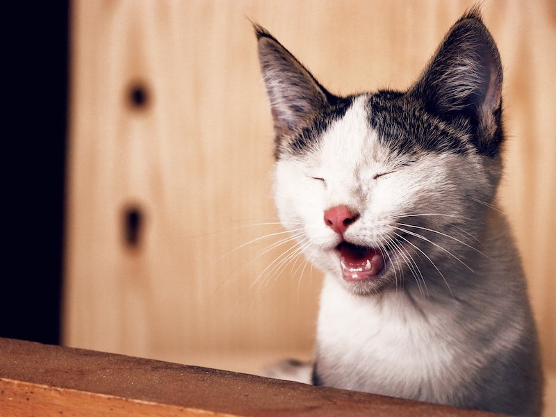 貓咪關節炎勿慌！推薦貓保健品舒緩症狀